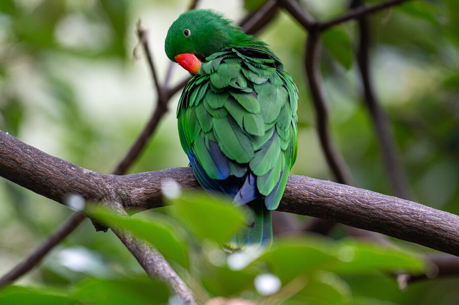 Birds II photo 2