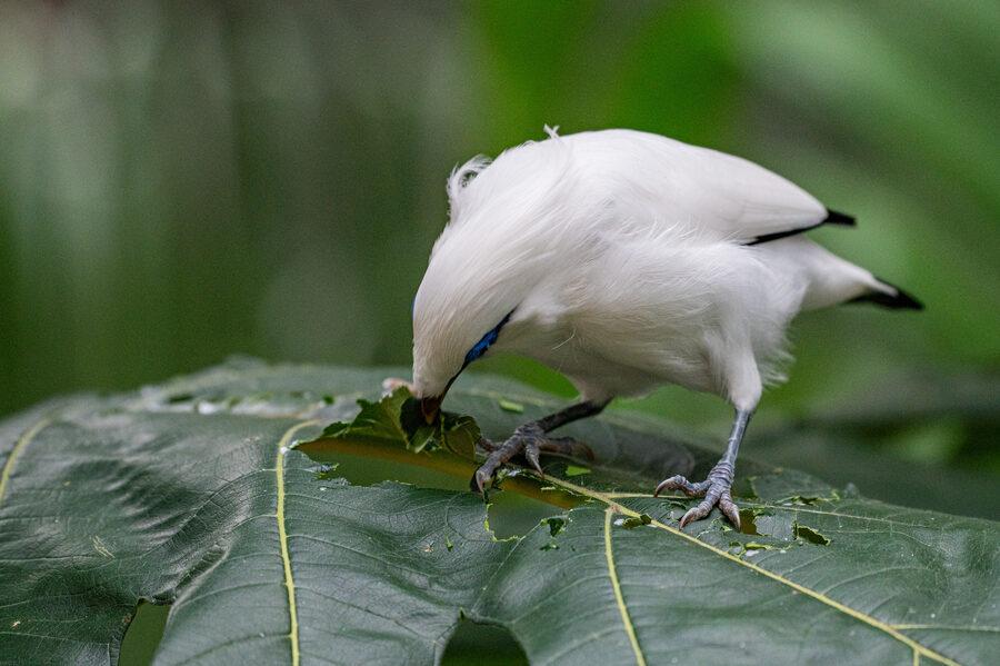 Birds II photo 3