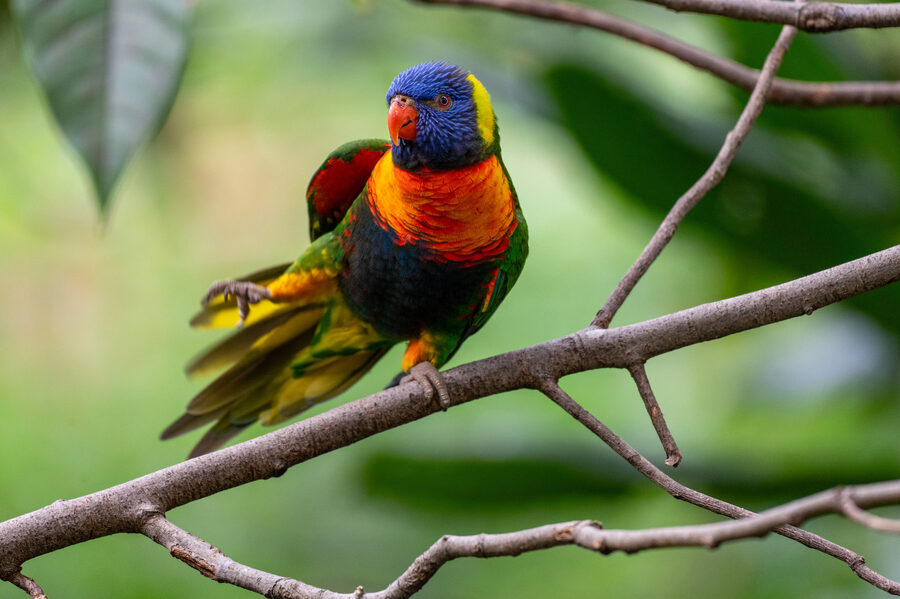 Birds II photo 4