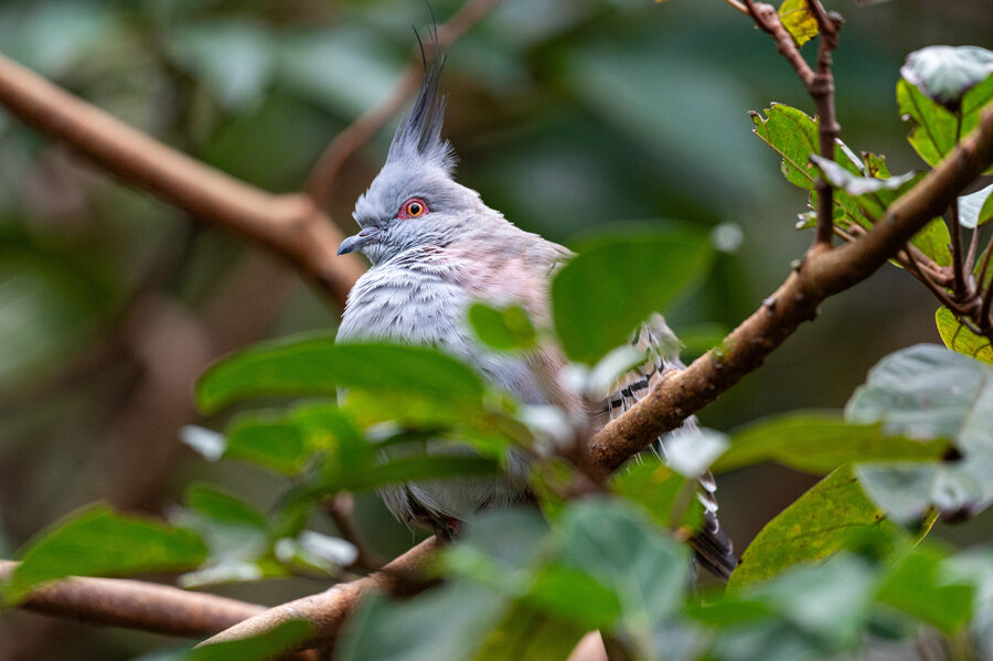 Birds II photo 5