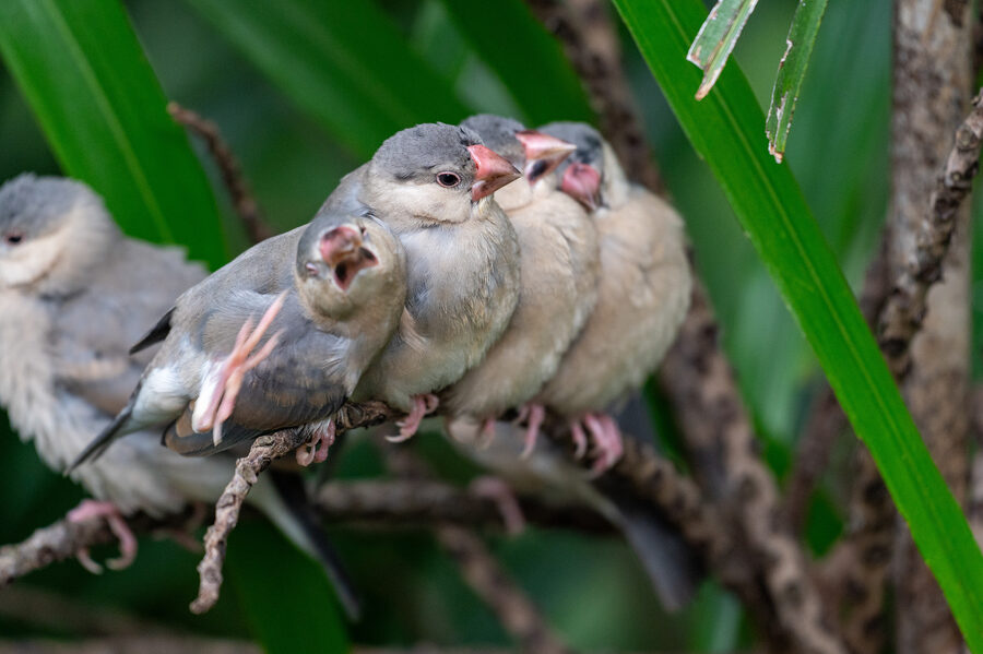 Birds II photo 6