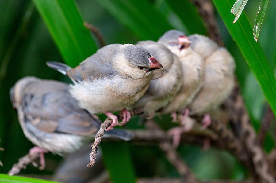 Birds II photo 7