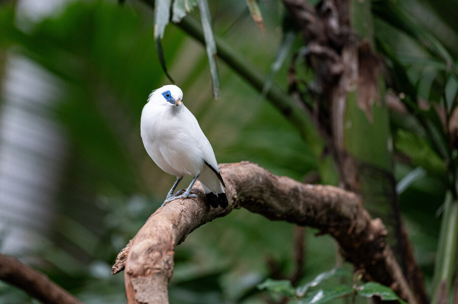 Birds II photo 8