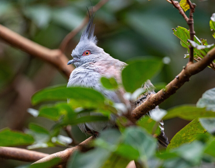 Birds II photo 9