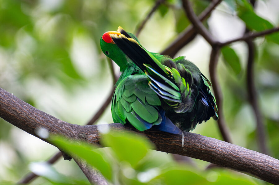 Birds II photo 10