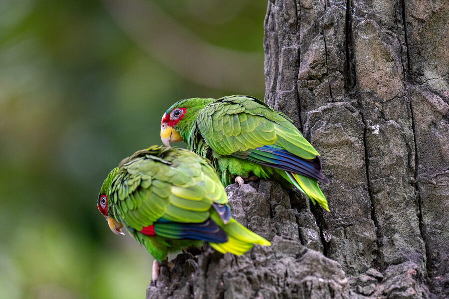 Birds II photo 11
