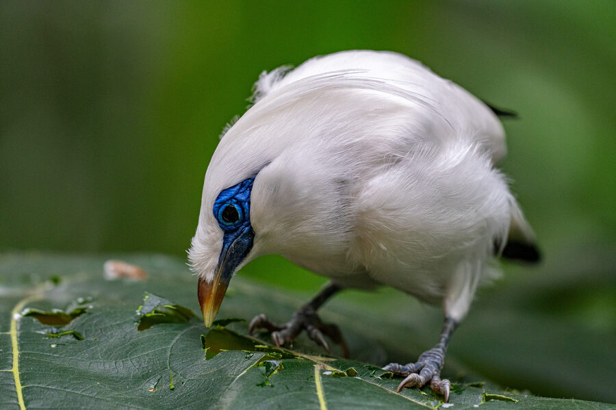 Birds II photo 12
