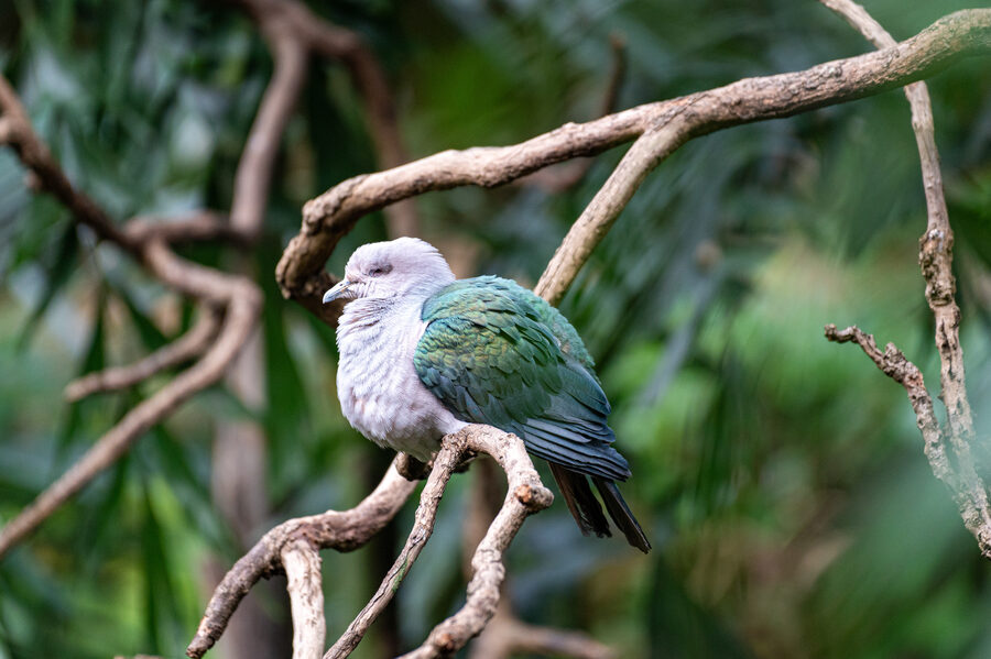 Birds II photo 13
