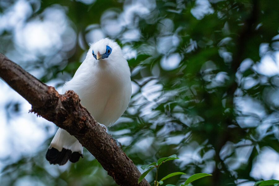 Birds II photo 14
