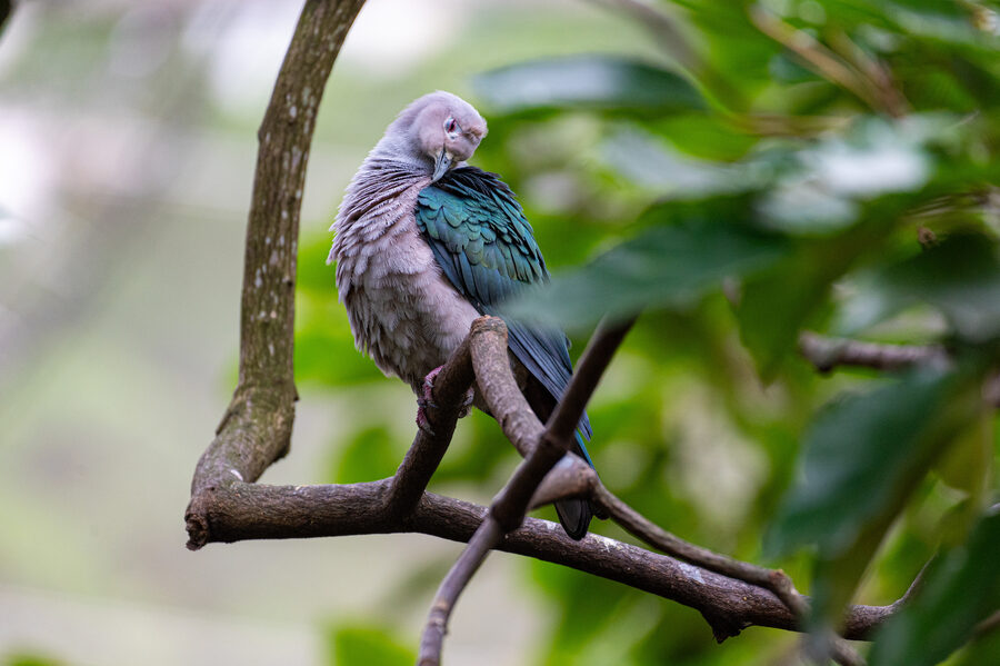 Birds II photo 15