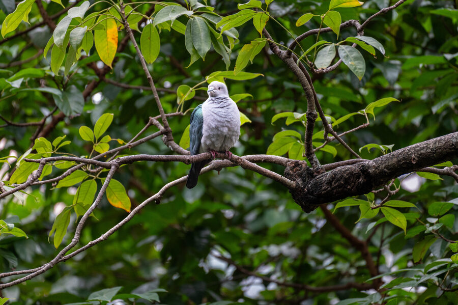Birds II photo 16