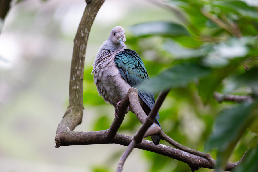Birds II photo 17