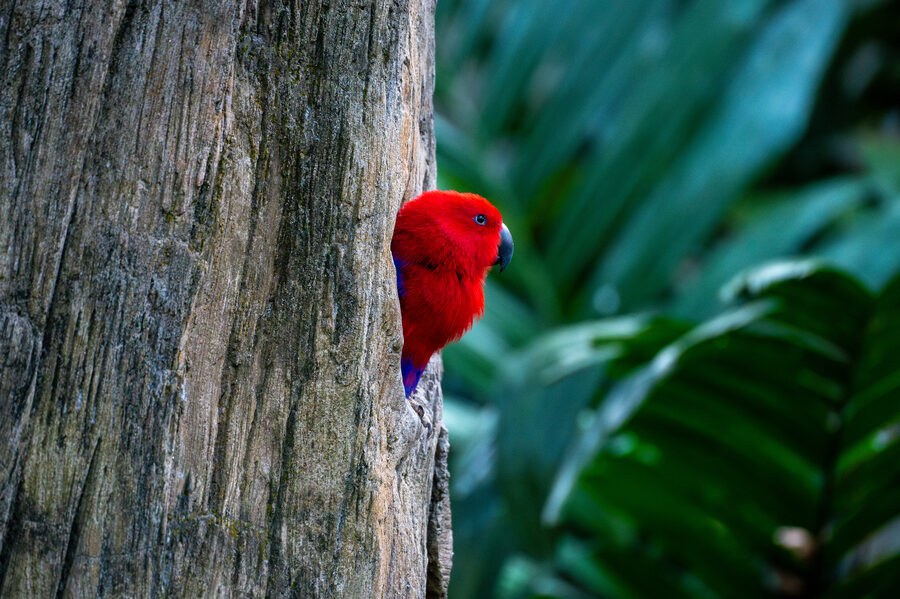 Birds photo 2