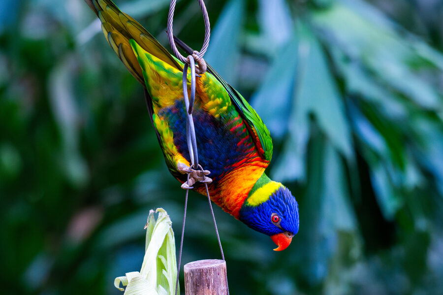 Birds photo 3