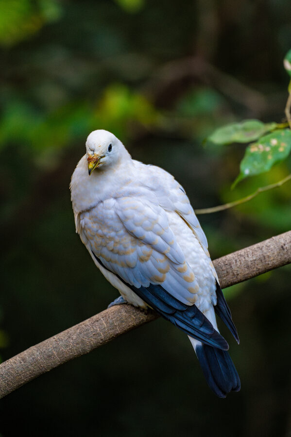 Birds photo 4