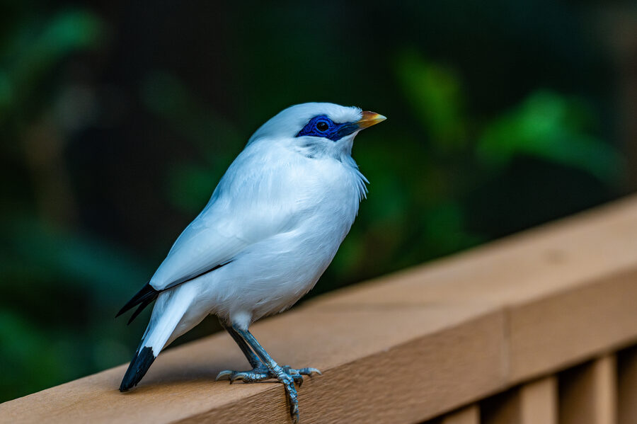 Birds photo 5