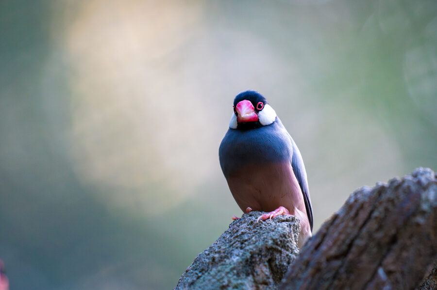 Birds photo 6