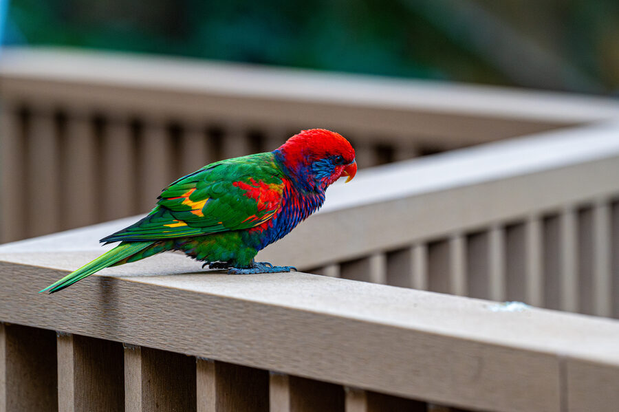 Birds photo 7