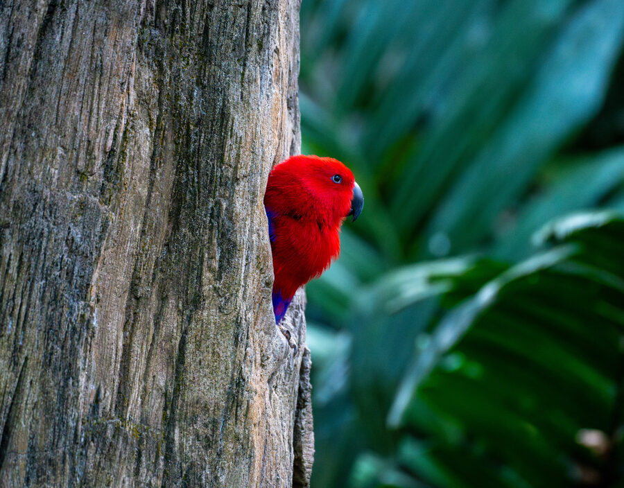 Birds photo 8