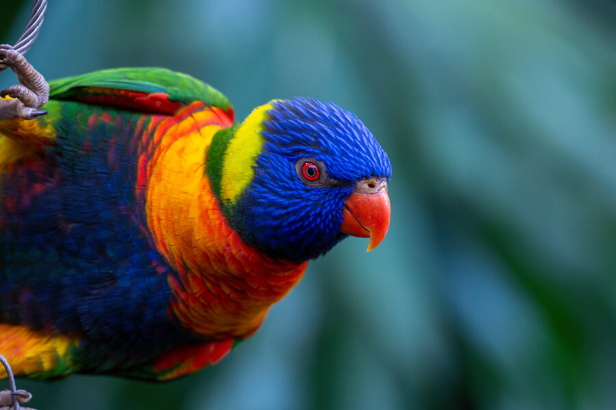 Birds photo 9