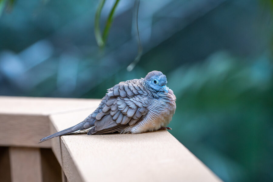 Birds photo 10