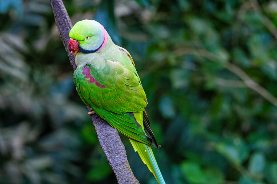 Birds photo 11