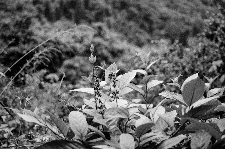 First Roll photo 10