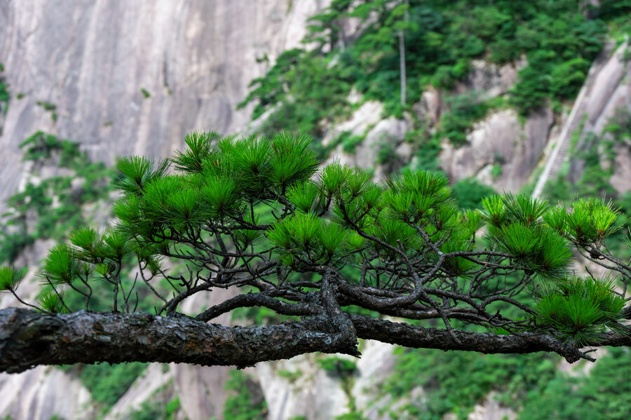 Huangshan photo 8