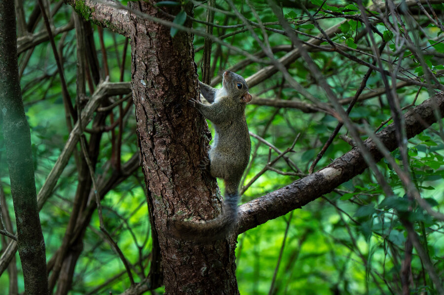 Huangshan photo 10
