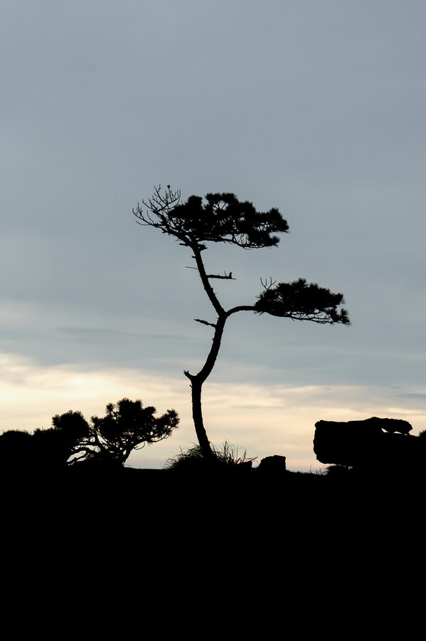 Huangshan photo 12