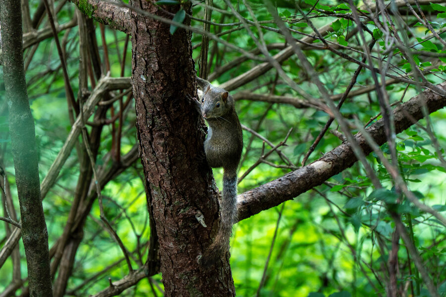Huangshan photo 21