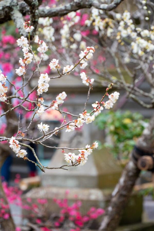 Japan photo 7