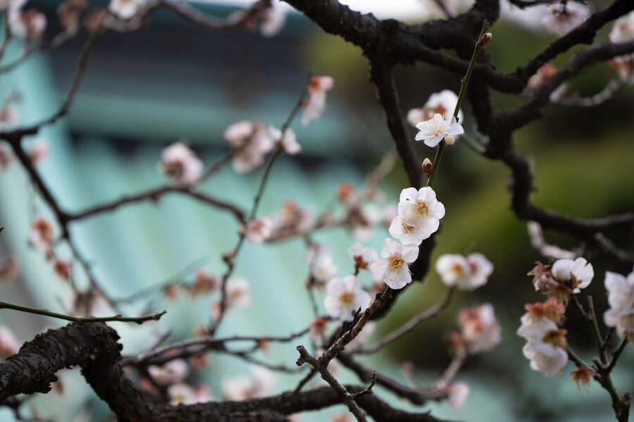 Japan photo 19